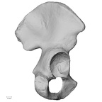 DV15-120 Homo sapiens os coxae right lateral