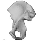 DV15-120 Homo sapiens os coxae right medial