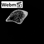 DV15-120 Homo sapiens os coxae right ct stack movie