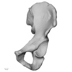 DV15-121 Homo sapiens os coxae left anterior