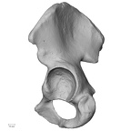 DV15-121 Homo sapiens os coxae left lateral