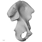 DV15-121 Homo sapiens os coxae left medial