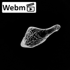 DV15-121 Homo sapiens os coxae left ct stack movie