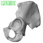 DV15-121 Homo sapiens os coxae left ply