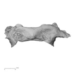 DV15-35 Homo sapiens atlas anterior