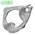 DV15-35 Homo sapiens atlas ply