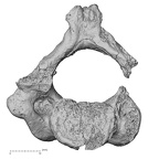 DV15-36 Homo sapiens axis inferior