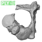 DV15-36 Homo sapiens axis ply