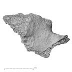 DV15-37 Homo sapiens cervical vertebra third anterior