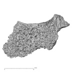 DV15-37 Homo sapiens cervical vertebra third inferior