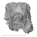 DV15-37 Homo sapiens cervical vertebra third lateral