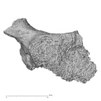 DV15-37 Homo sapiens cervical vertebra third superior