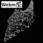 DV15-37 Homo sapiens cervical vertebra third ct stack movie