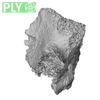 DV15-37 Homo sapiens cervical vertebra third ply