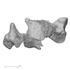 DV15-39 Homo sapiens cervical vertebra fourth anterior