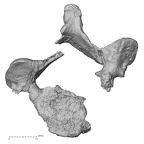 DV15-39 Homo sapiens cervical vertebra fourth inferior