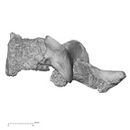 DV15-39 Homo sapiens cervical vertebra fourth lateral