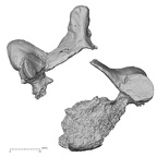 DV15-39 Homo sapiens cervical vertebra fourth superior