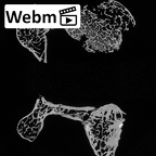 DV15-39 Homo sapiens cervical vertebra fourth ct stack movie