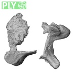 DV15-39 Homo sapiens cervical vertebra fourth ply