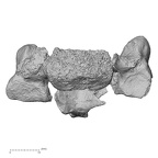 DV15-40 Homo sapiens cervical vertebra fifth anterior