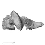 DV15-40 Homo sapiens cervical vertebra fifth lateral