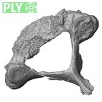DV15-40 Homo sapiens cervical vertebra fifth ply
