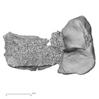 DV15-41 Homo sapiens cervical vertebra sixth anterior