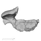 DV15-41 Homo sapiens cervical vertebra sixth inferior