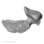 DV15-41 Homo sapiens cervical vertebra sixth superior