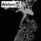 DV15-41 Homo sapiens cervical vertebra sixth ct stack movie