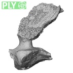 DV15-41 Homo sapiens cervical vertebra sixth ply