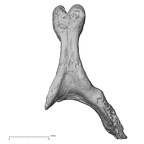 DV15-42 Homo sapiens cervical vertebra sixth inferior