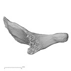 DV15-42 Homo sapiens cervical vertebra sixth lateral