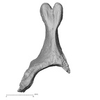 DV15-42 Homo sapiens cervical vertebra sixth superior