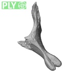 DV15-42 Homo sapiens cervical vertebra sixth ply