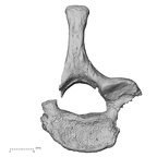 DV15-44 Homo sapiens cervical vertebra seventh inferior