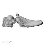 DV15-44 Homo sapiens cervical vertebra seventh lateral