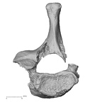 DV15-44 Homo sapiens cervical vertebra seventh superior