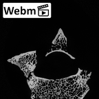 DV15-44 Homo sapiens cervical vertebra seventh ct stack movie