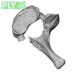 DV15-44 Homo sapiens cervical vertebra seventh ply