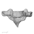 DV15-45 Homo sapiens thoracic vertebra first anterior