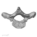 DV15-45 Homo sapiens thoracic vertebra first inferior