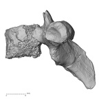 DV15-45 Homo sapiens thoracic vertebra first lateral