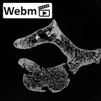 DV15-45 Homo sapiens thoracic vertebra first ct stack movie