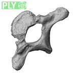 DV15-45 Homo sapiens thoracic vertebra first ply