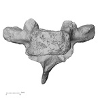 DV15-46 Homo sapiens thoracic vertebra second anterior