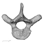 DV15-46 Homo sapiens thoracic vertebra second inferior