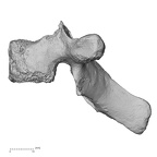 DV15-46 Homo sapiens thoracic vertebra second lateral