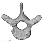 DV15-46 Homo sapiens thoracic vertebra second superior